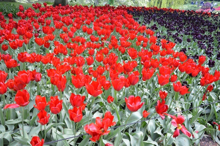 Tulipas em Keukenhof