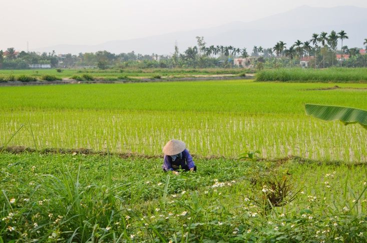 Campos de arroz na vila vietnamita